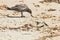 Juvenile Western gull with sea kelp bladder   1