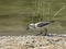 Juvenile Western Sandpiper on a Beach