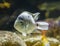 Juvenile white cichlid face in closeup, a tropical aquarium pet from the atlantic slope