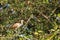 Juvenile white ibis