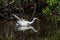 Juvenile White Ibis Bathing, J.N. Ding Darling National Wild