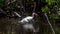 Juvenile White Ibis Bathing, J.N. Ding Darling National Wild