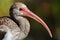 Juvenile White Ibis Eudocimus albus, Everglades National Park