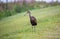 Juvenile White Ibis at Orlando Wetlands near Cape Canaveral.