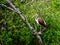 Juvenile White Ibis, roosting in an Everglades hammock