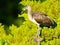 A Juvenile White Ibis Standing in Tree