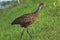 Juvenile White Ibis wading and hunting in water, Florida wildlife, Bird watching photography, royalty free stock image