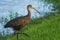 Juvenile White Ibis wading and hunting in water, Florida wildlife, Bird watching photography, royalty free stock image