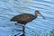 Juvenile White limpkin wading and hunting in water, Florida wildlife, Bird watching photography, royalty free stock image