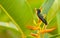 Juvenile White-necked Jacobin