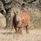 Juvenile White Rhinoceros