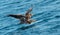 Juvenile White-tailed eagle fishing. Blue Ocean Background.