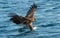 Juvenile White-tailed eagle fishing. Ocean Background.