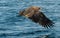 Juvenile White-tailed eagle fishing. Ocean Background.