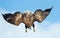 Juvenile White-tailed eagle in flight dive. Blue sky background.