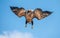 Juvenile White-tailed eagle in flight dive. Blue sky background.