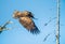 Juvenile White-tailed eagle  in flight. Side view. Sky background. Scientific name: Haliaeetus albicilla, Ern, erne, gray eagle,