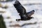 Juvenile White-tailed eagle in flight. Winter mountain background.