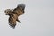 Juvenile white tailed eagle Haliaeetus albicilla flies above the water of the oder delta in Poland, europe. Writing space.