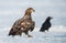 Juvenile White-tailed eagle and raven on the snow.