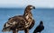 Juvenile White-tailed eagle and silhouette of raven.