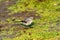 Juvenile white wagtail or Motacilla alba eats botfly