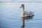 Juvenile Whooper Swan