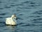 Juvenile Whooper Swan Paddling