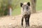 Juvenile wild boar