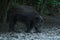 Juvenile wild hog rooting in the forest