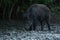 Juvenile wild hog rooting in the forest