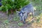 Juvenile Wild Pig With Branch In Mouth