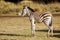 Juvenile wild zebra
