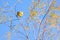 Juvenile Willow Warbler Phylloscopus trochilus on a branch in Camargue, France