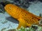 Juvenile Wolf Eel (Anarrhichthys ocellatus)