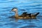 Juvenile Wood Duck