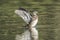 Juvenile wood duck flaps its wings