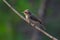 A juvenile of wood shrike bird