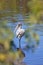 Juvenile wood stork