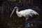 Juvenile Wood Stork