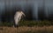 Juvenile Wood stork (Mycteria americana) sleeping at the edge of a small Florida pond