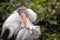 Juvenile Wood Stork preens its feathers