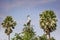 Juvenile wood stork on the tree