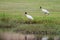 Juvenile Wood Storks