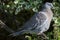 Juvenile woodpigeon. Close-up of a garden bird. Pigeon in profile