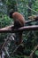 A juvenile woolly monkey in captivity sitting on a branch shwooing the tycical curled tail