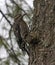 Juvenile Yellow-bellied Sapsucker Close-Up