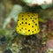 Juvenile yellow boxfish, ostracion cubicus. Bangka, Indonesia