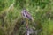 Juvenile Yellow-crowned Night Heron