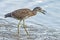 Juvenile Yellow-crowned Night Heron